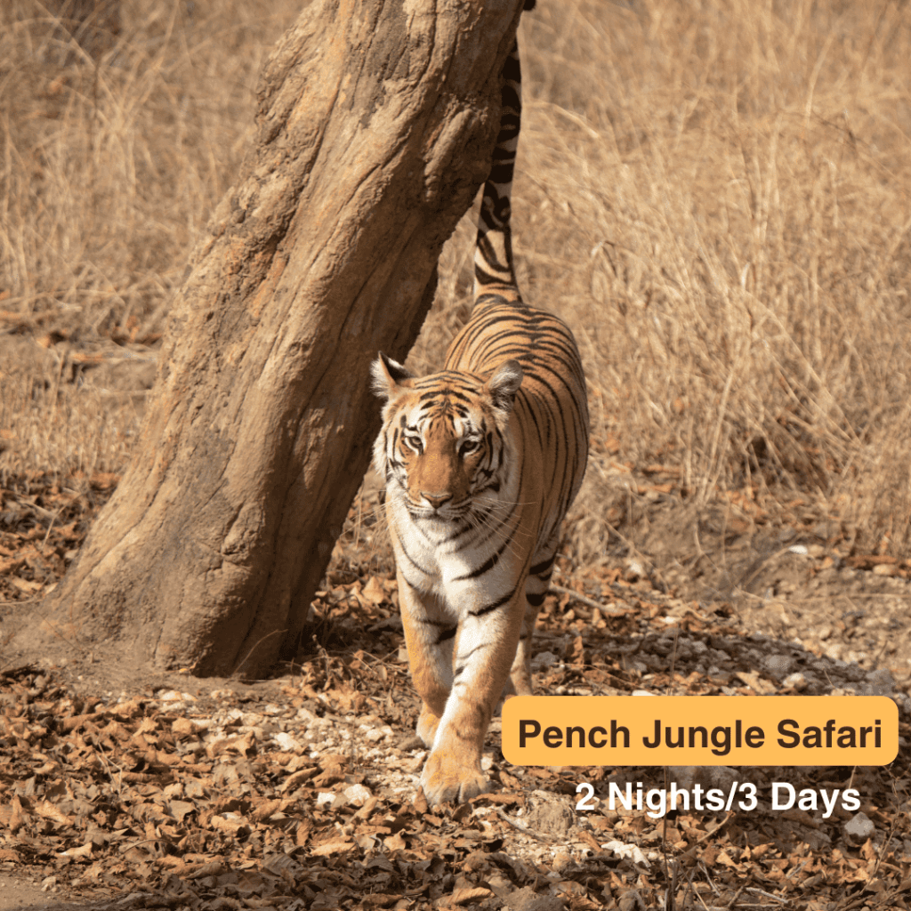 Pench Jungle Safari In India
