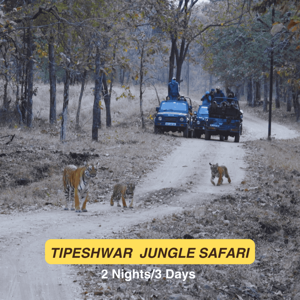 Tipeshvar Jungle Safari