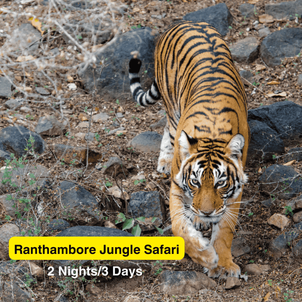 Ranthambore Jungle Safari In India